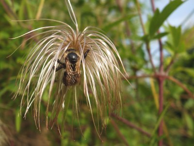 bee and clematis tangutica seed head (old man's beard)