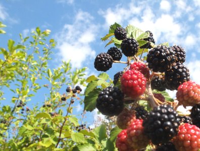 blackberries
