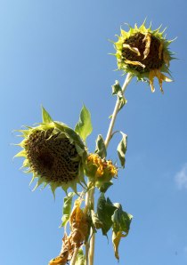 dead sunflowers