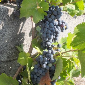 ripe black grapes