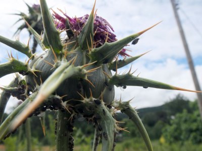  Giant thistle