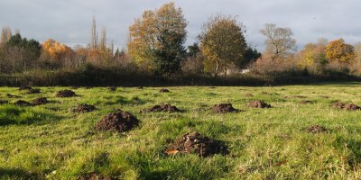 Field with mole hills