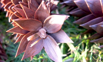 monkey puzzle branch close up