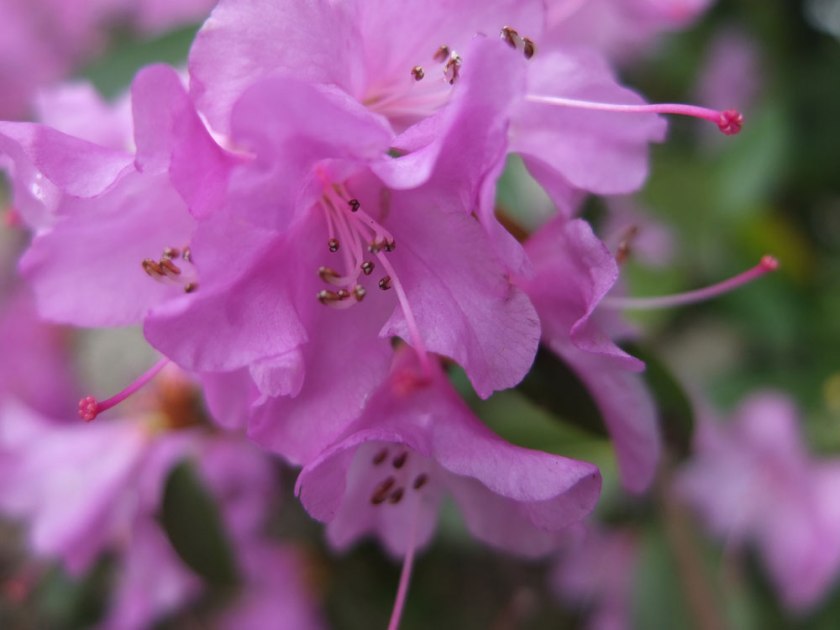purple azalea flower