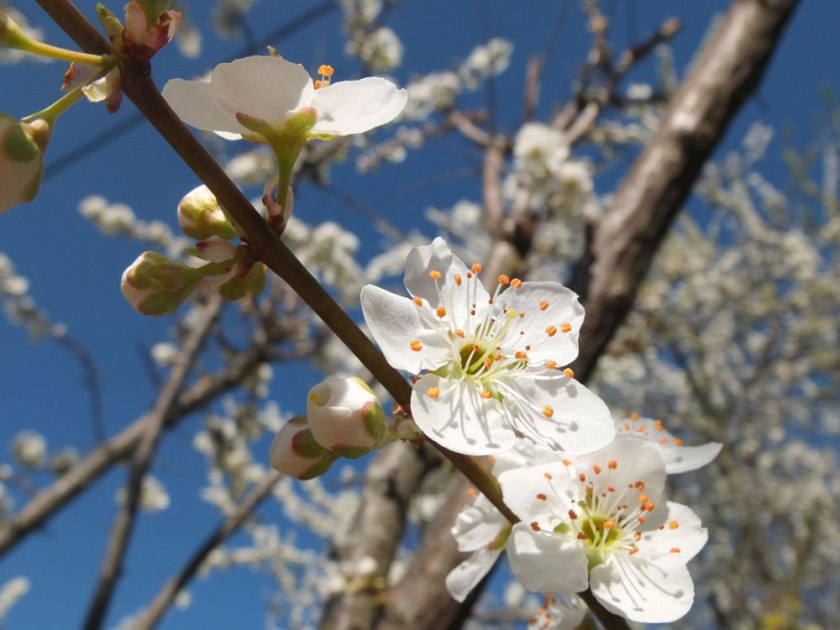 plum blossom
