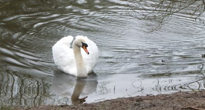 swan swimming