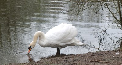 swan