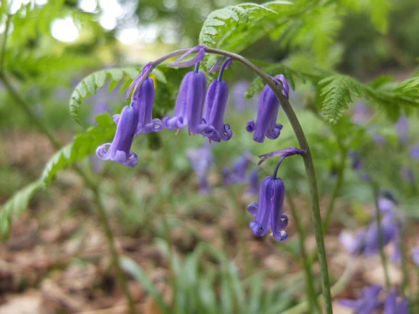 bluebell close up
