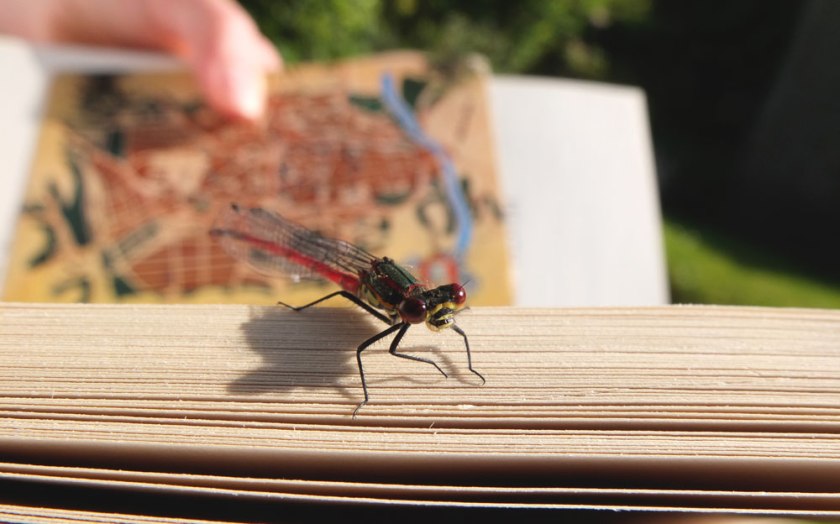 large red damsel fly
