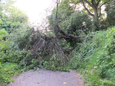 fallen tree
