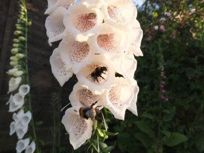Bees on white foxglove spire