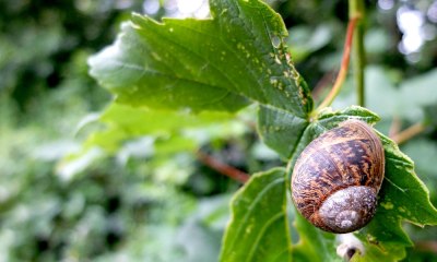  brown snail on leaf