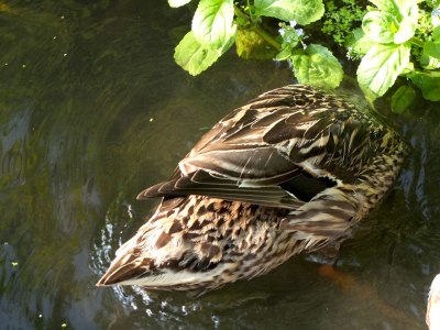 Duck: female mallard dabbling in river. Head not visible