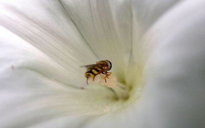 Hoverfly in greater bindweed flower