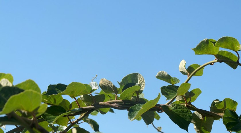 Kiwi leaves against blue sky