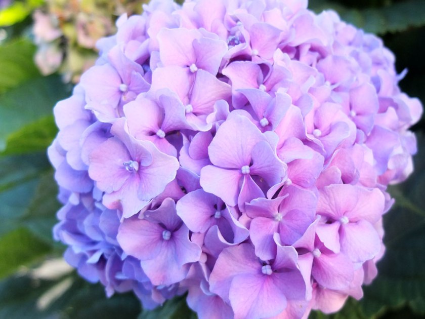 pink hydrangea