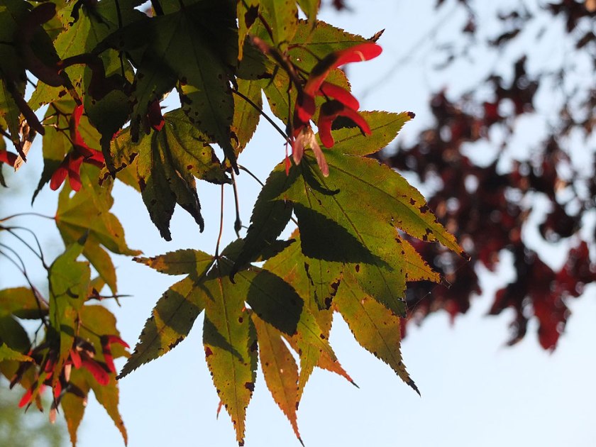 sycamore leaves & seeds