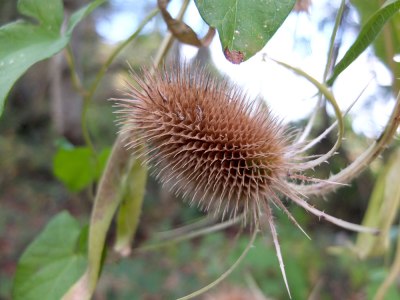 teasel