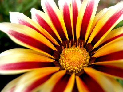 gazania flower