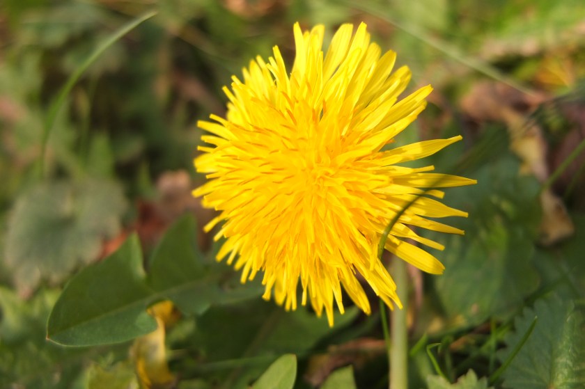 dandelion