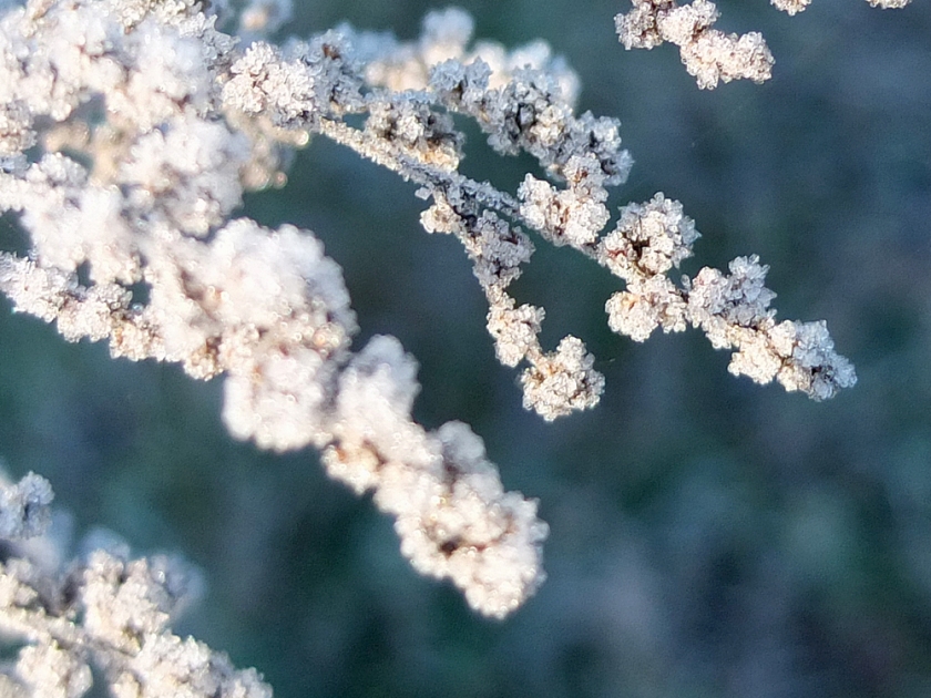 frosted plant