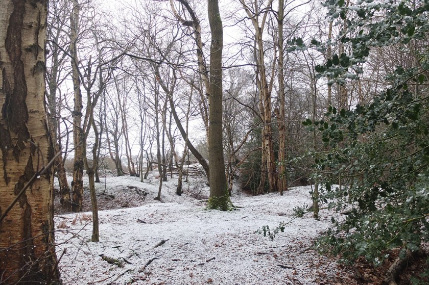 Light snow on the common