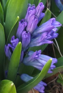 blue hyacinth close up