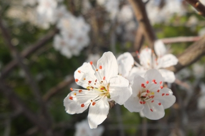  spring blossom