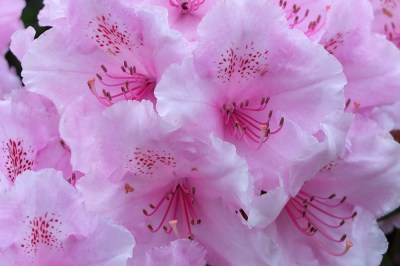 pink rhododendron