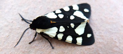 Tiger moth (insect)
