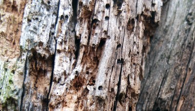 close up of mediaeval wooden timber