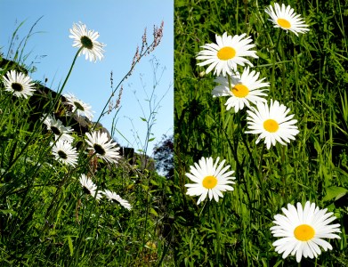 moon daisies