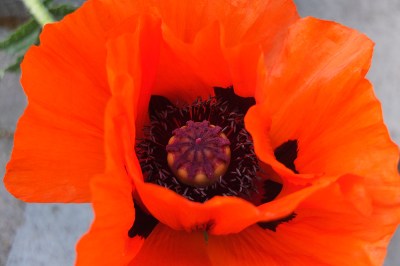 Giant poppy close up