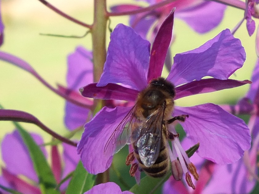 Close up of honey bee on rosebay willow herb flower.