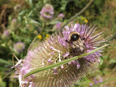 yellow/beige bumble bee on teasel