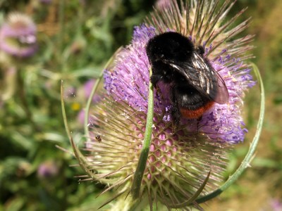 orange-bottomed bumble bee on teasel