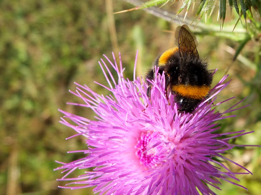 bumble bee on thistle