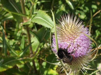 orange-bottomed bumble bee on teasel