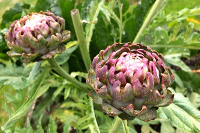 artichoke flower beginning to open on the plant