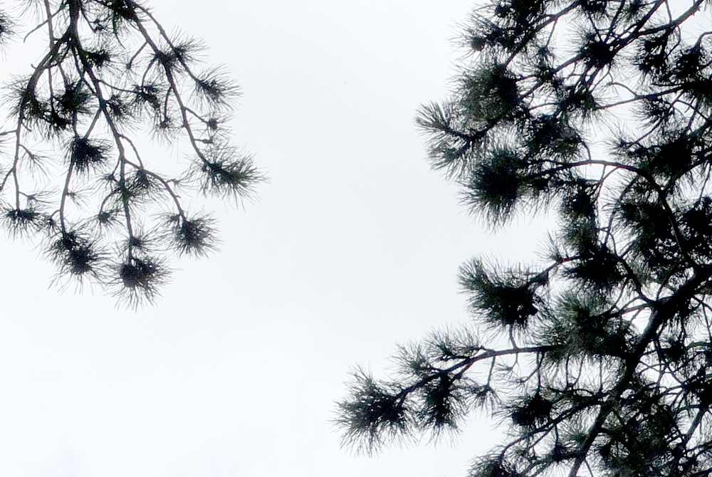 pine branches against white sky