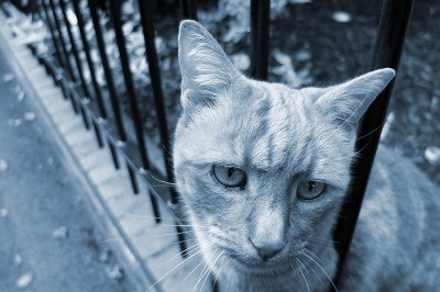 Blue-toned photo of ginger cat looking through iron railings