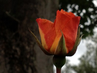 single flame-coloured rose bud