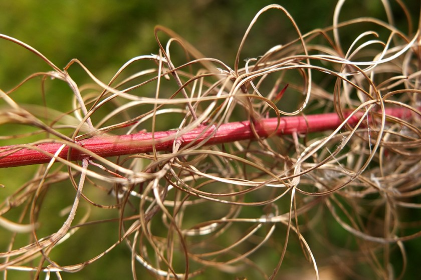 Tangled rosebay willow herb after seeding