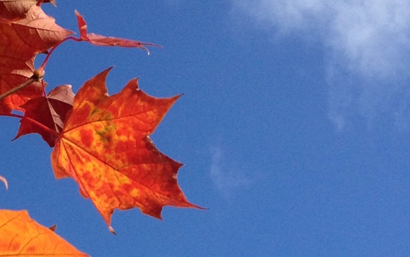 autumn leaf against blue sky