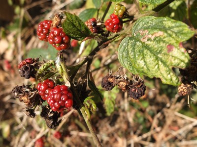 stunted and withered blackberries