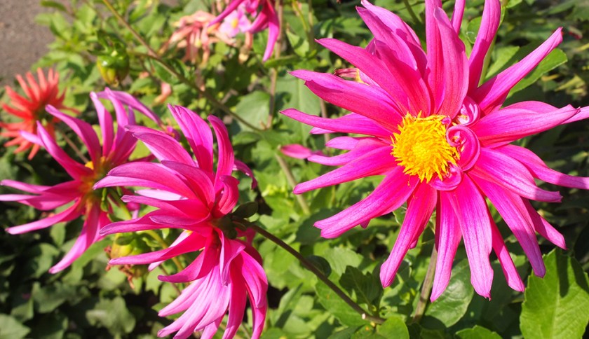 spiky pink dahlia