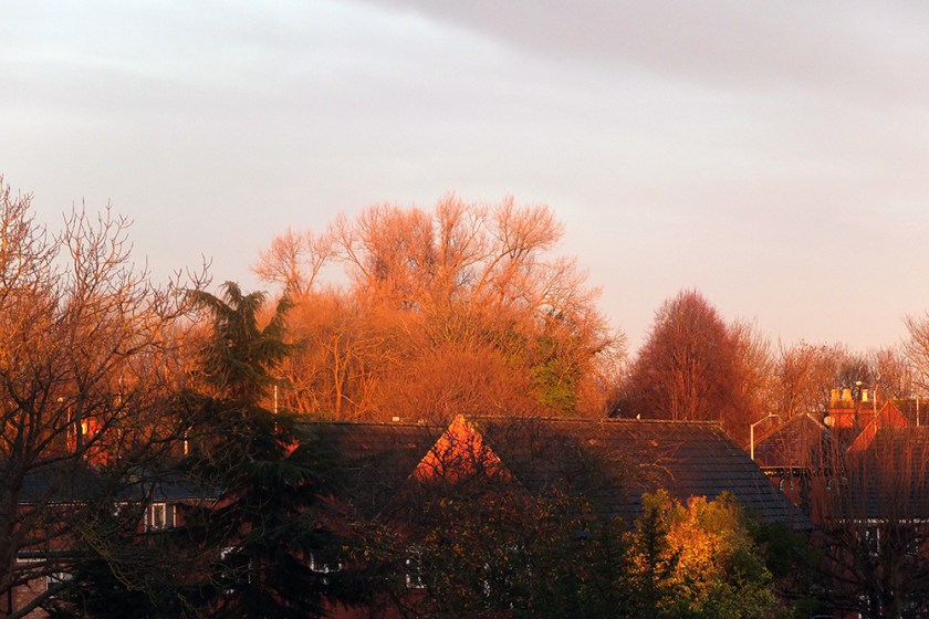 golden sunshine in December