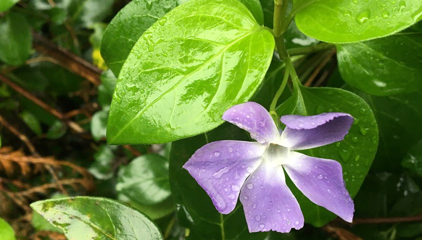 periwinkle flower and leaves