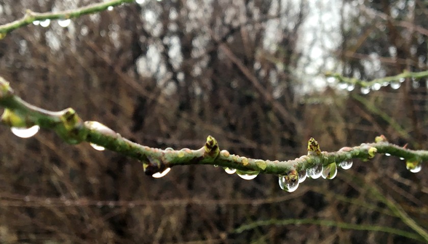 raindrops on a bare branch