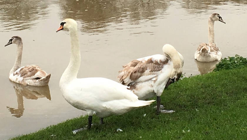 Four swans: one adult; three almost adult
